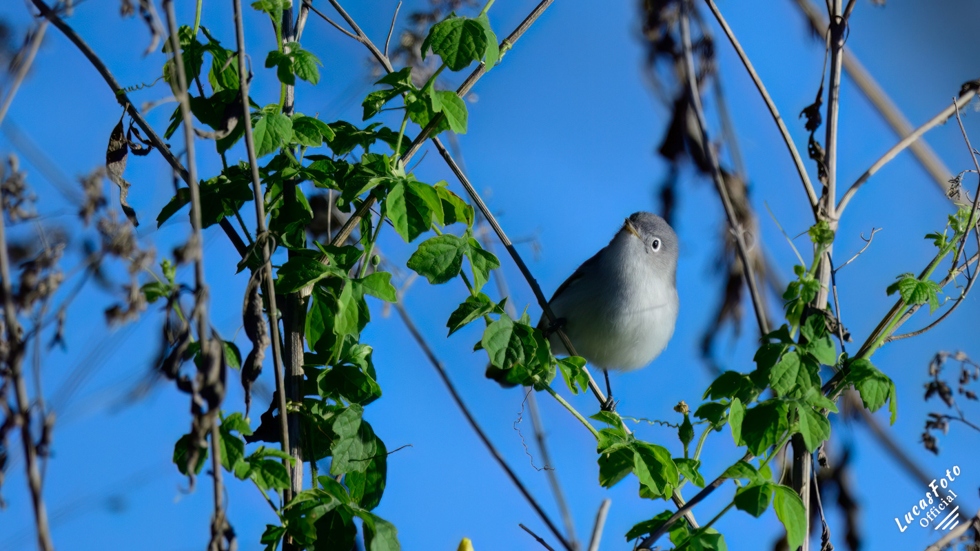 Blue-gray Gnatcatcher