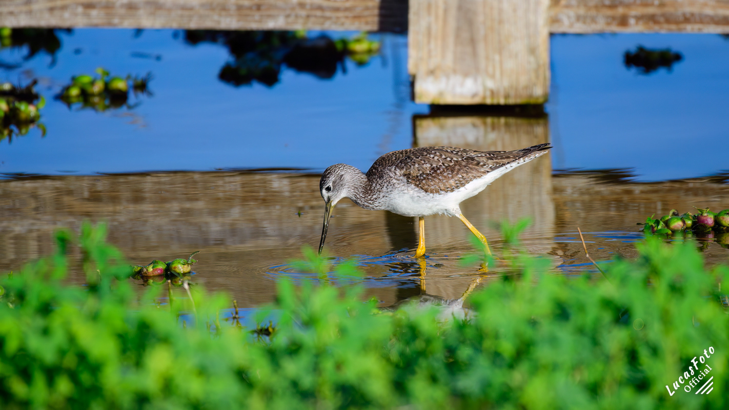 Greater Yellowlegs