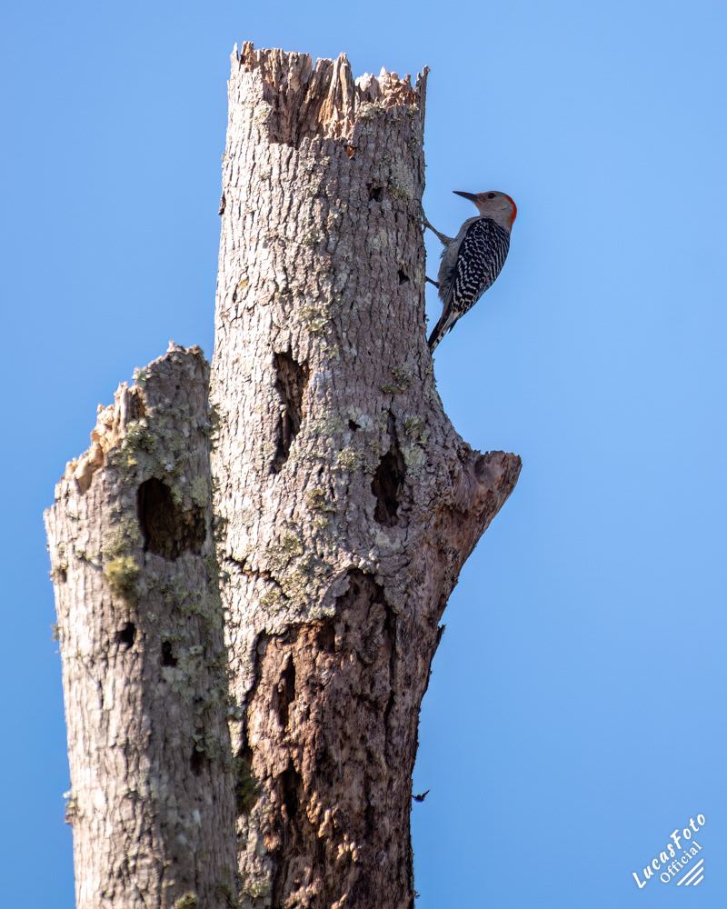 Red-bellied Woodpecker