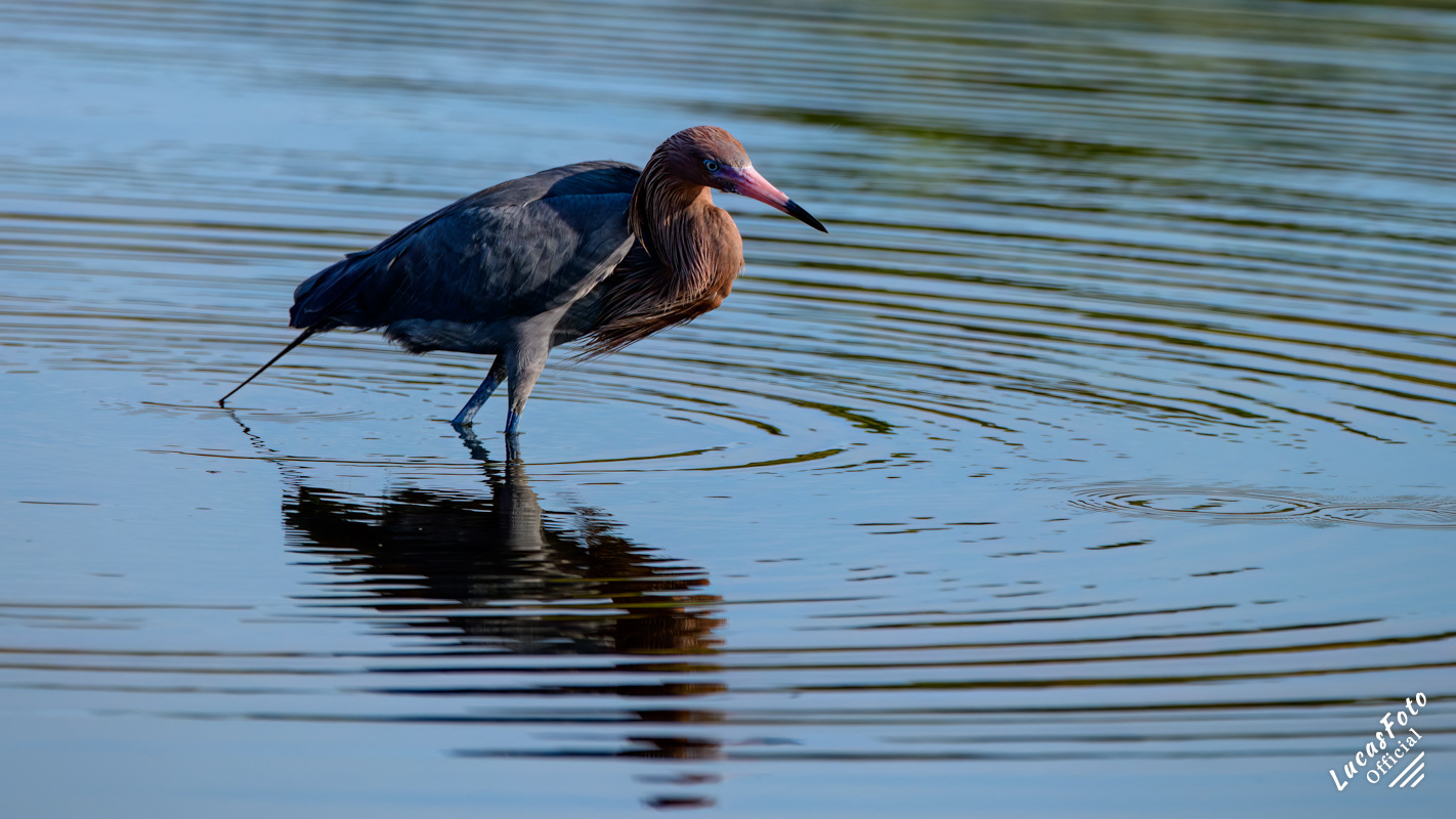 Reddish Egret