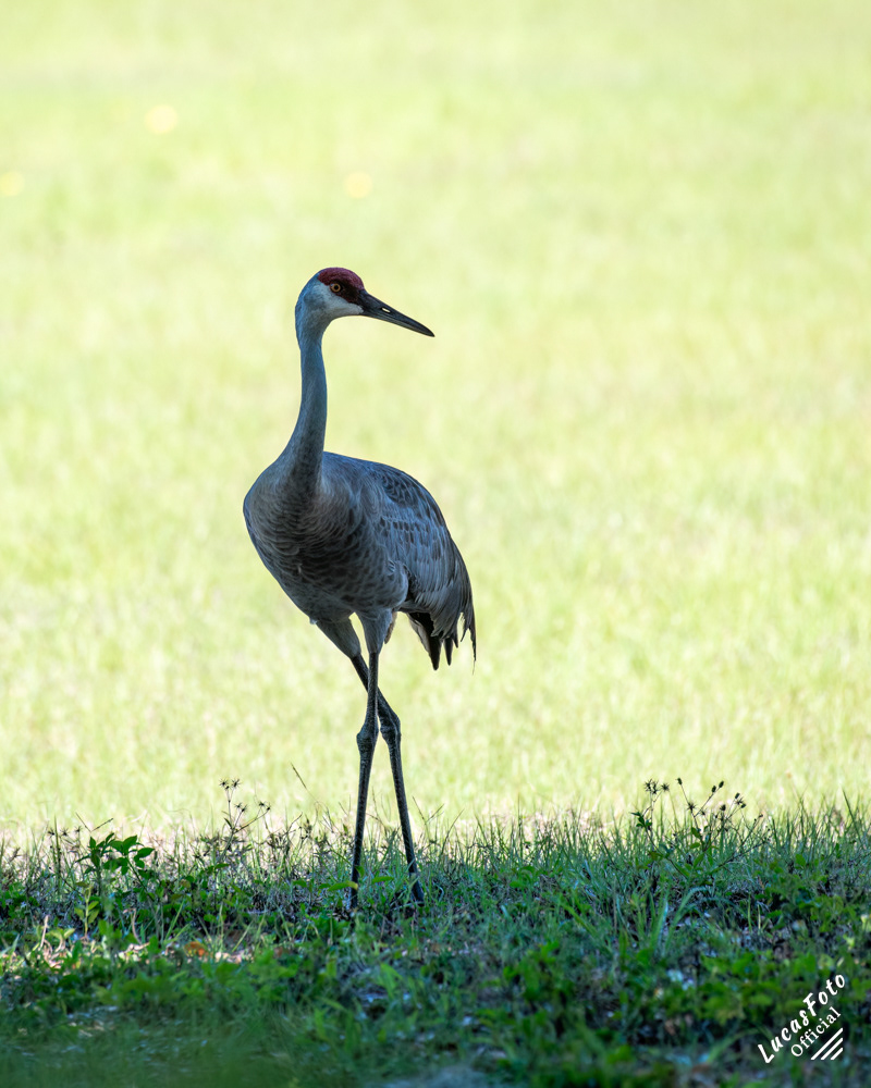 Sandhill Crane