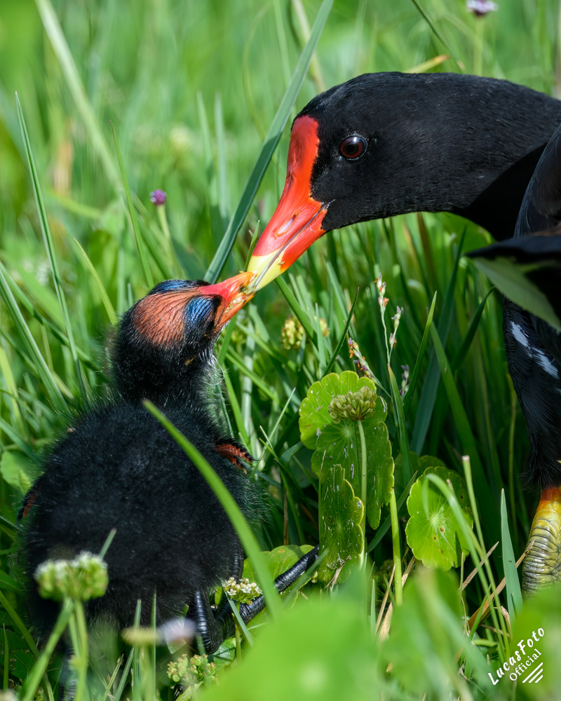 Common Gallinule