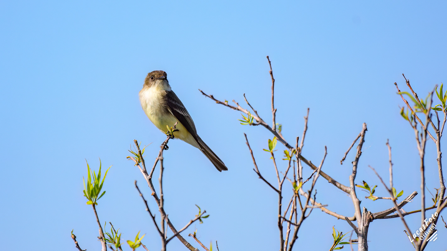 Eastern Phoebe
