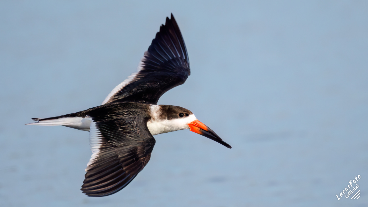 Black Skimmer