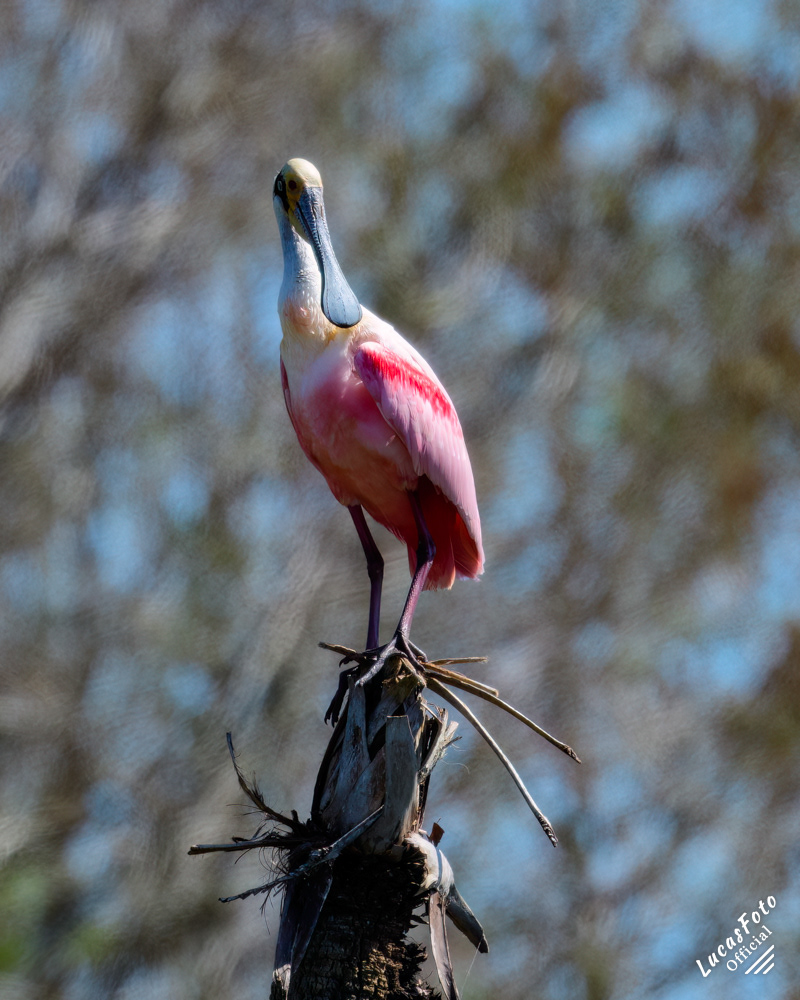 Roseate Spoonbill