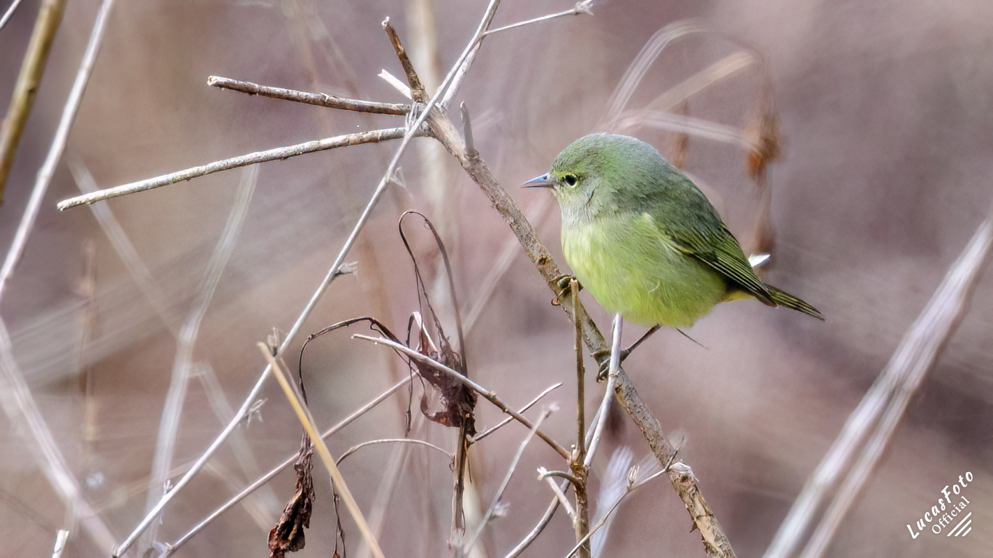 Orange-crowned Warbler