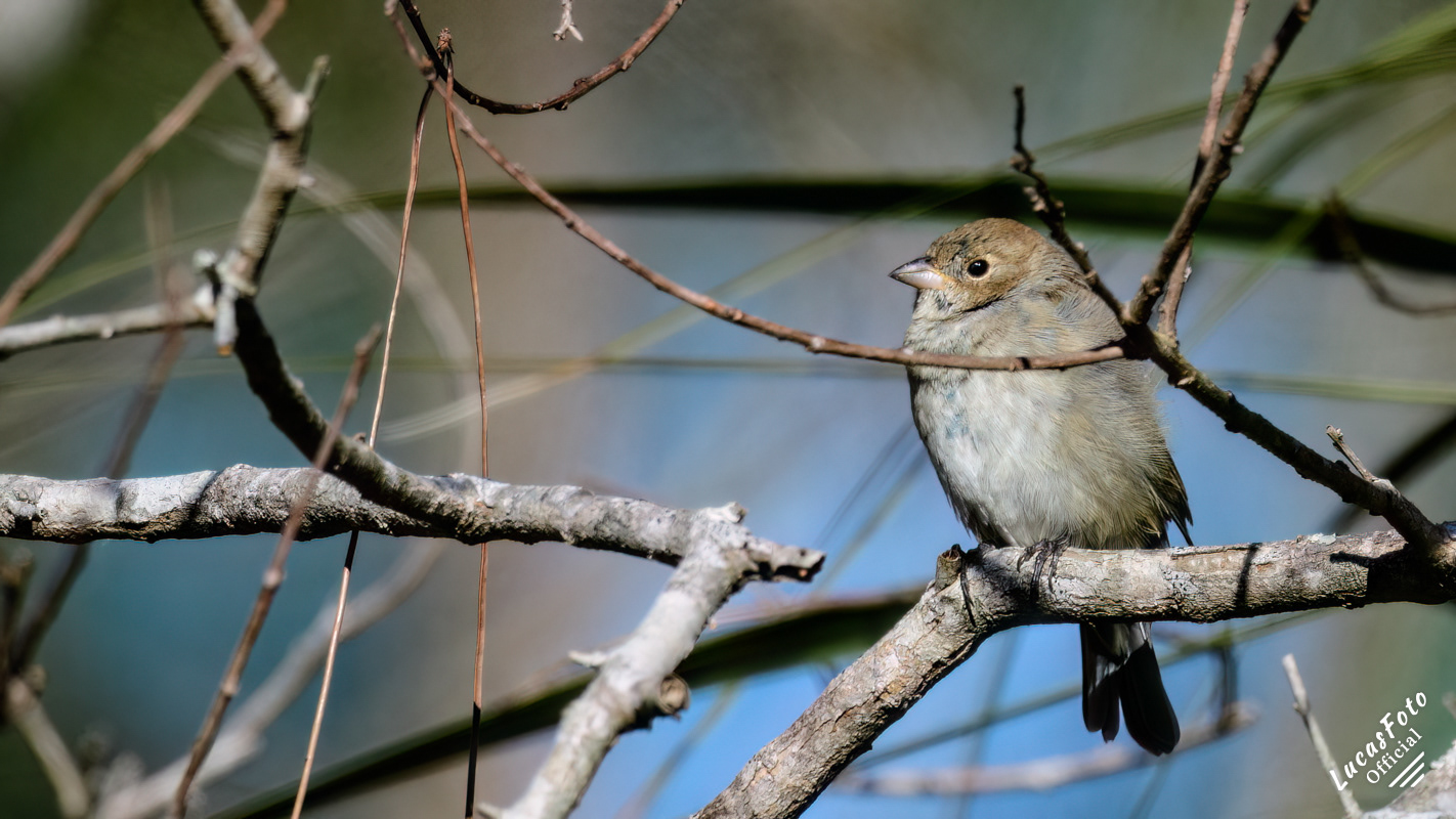Juvenile Indigo Bunting