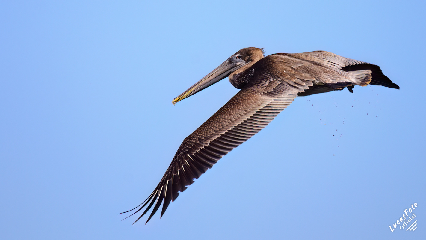 Brown Pelican