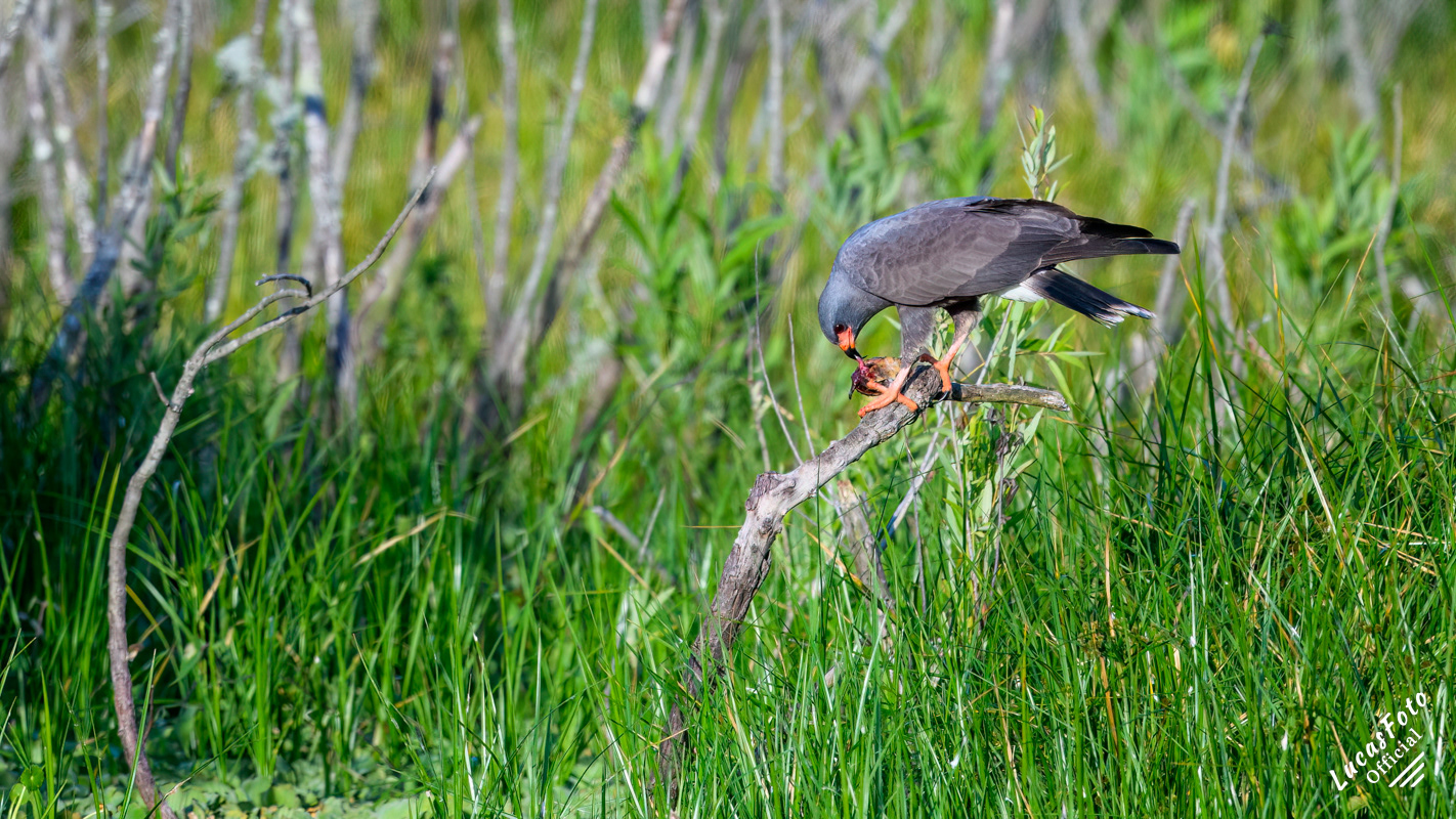 Snail Kite