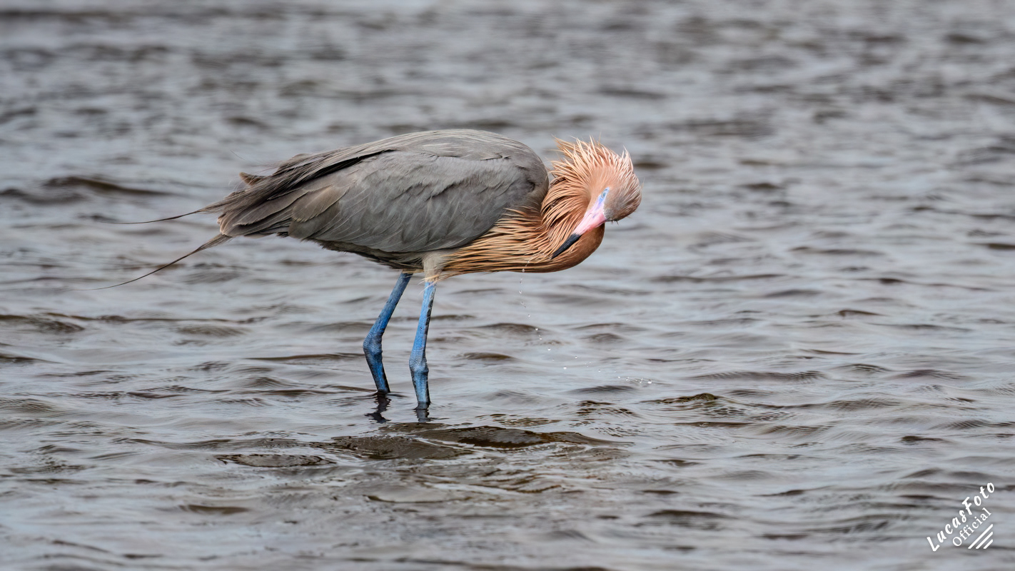Reddish Egret