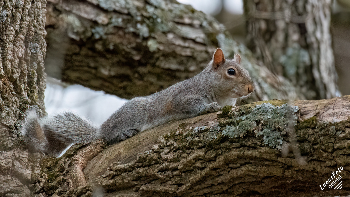 Gray Squirrel