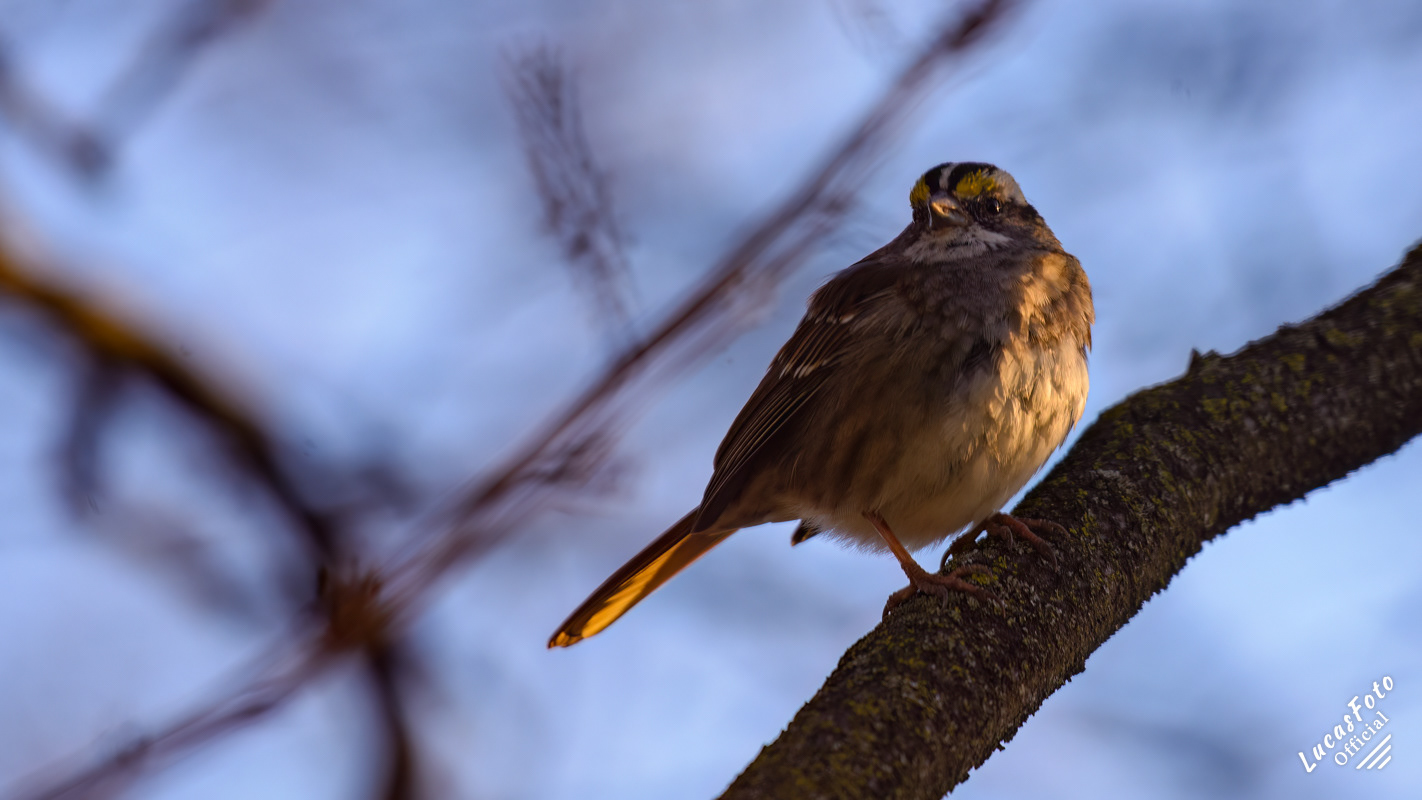 White-throated Sparrow