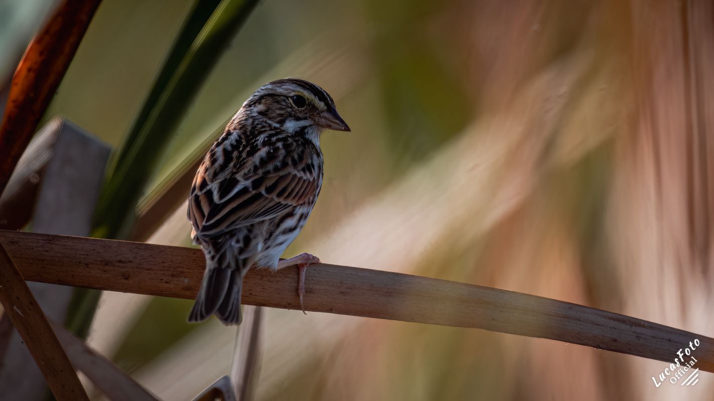 Savannah Sparrow