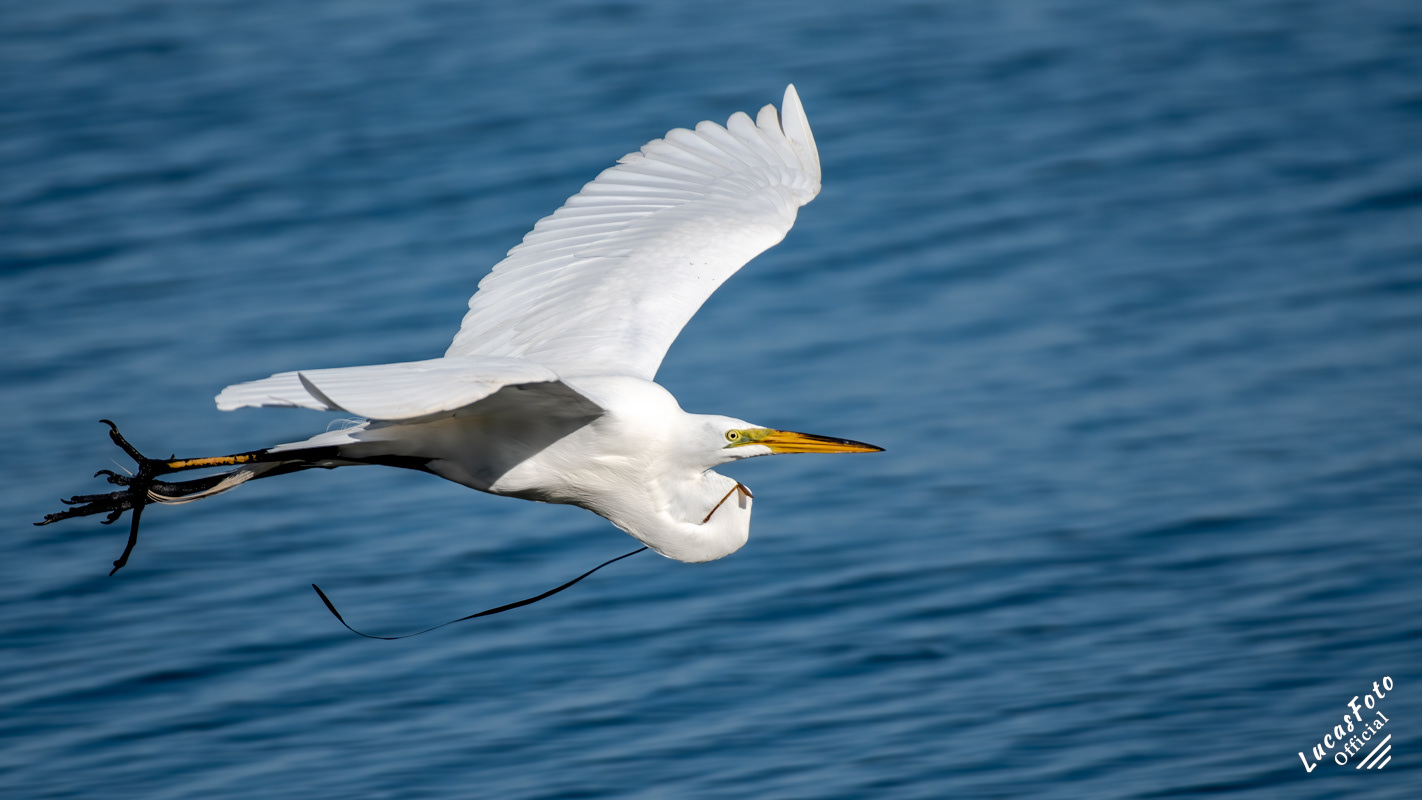 Great Egret