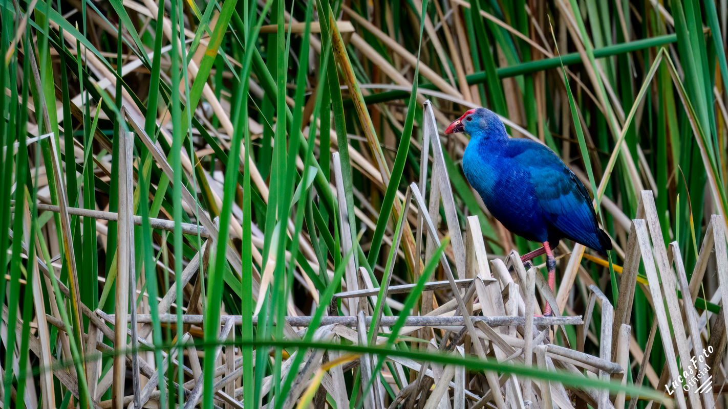 Gray-headed Swamphen