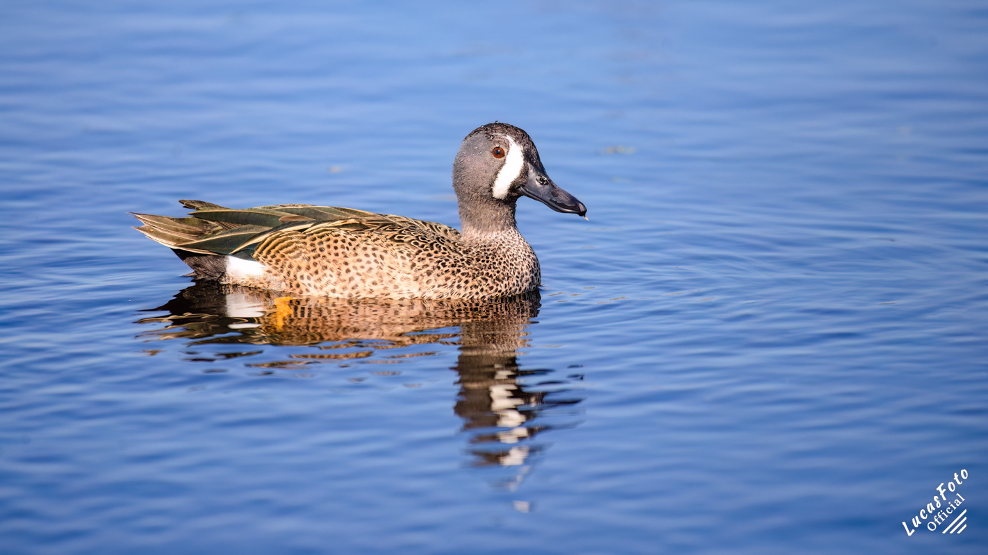 Blue-winged Teal