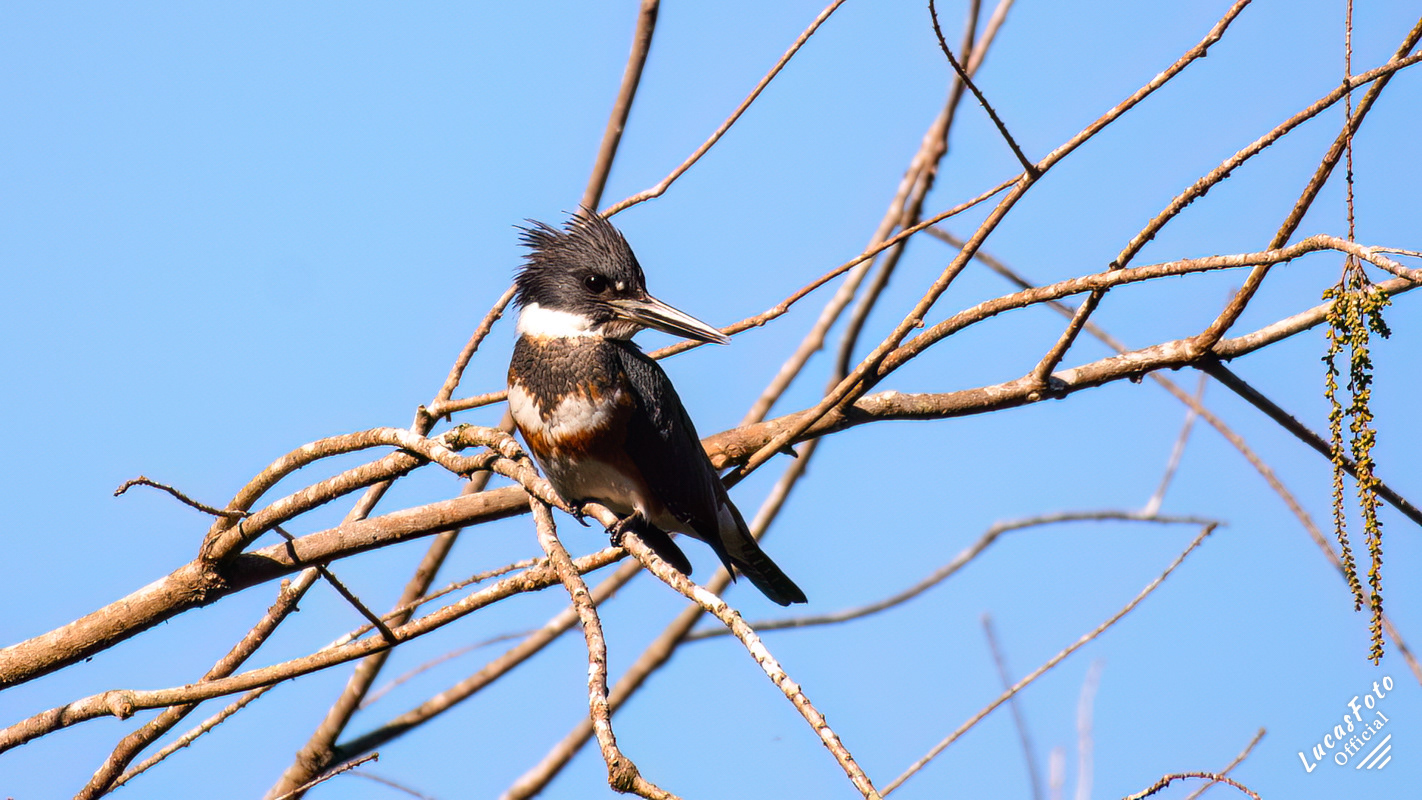 Belted Kingfisher