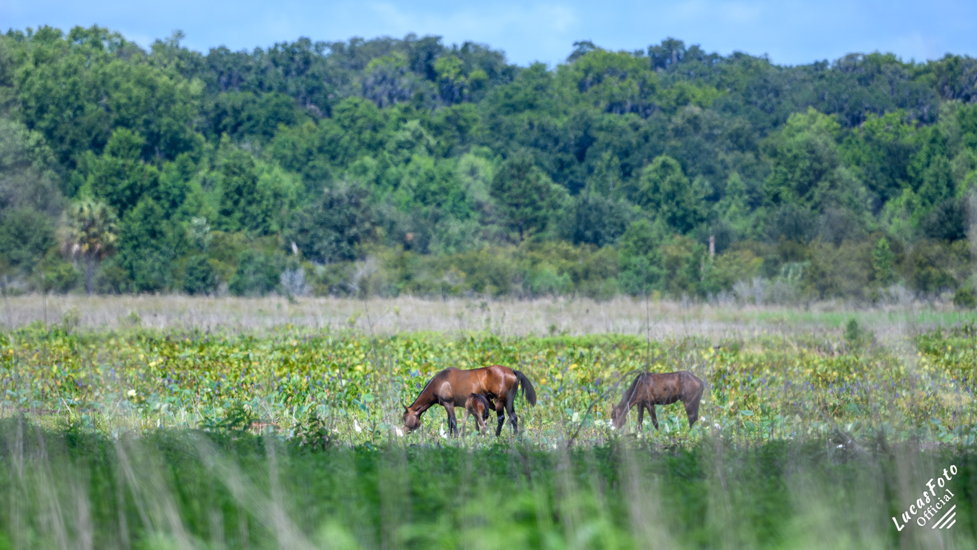 Wild Horse