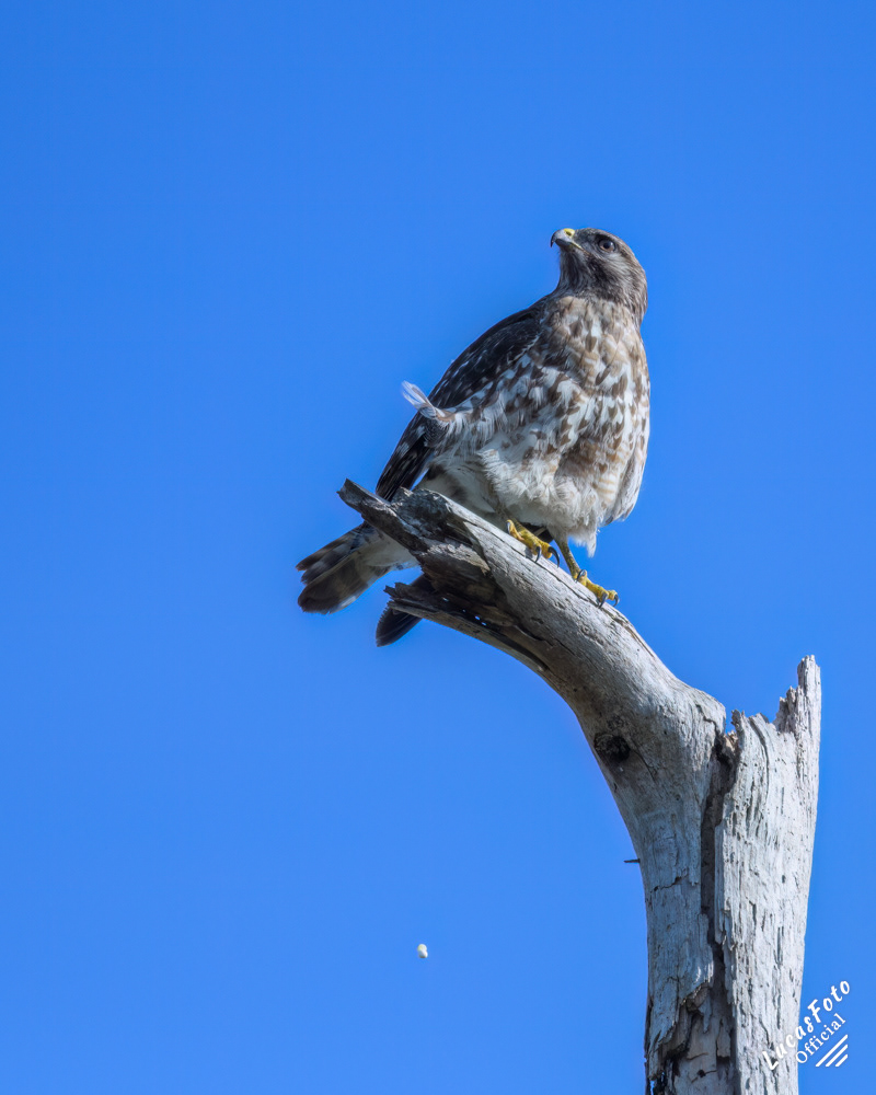 Red-shouldered Hawk
