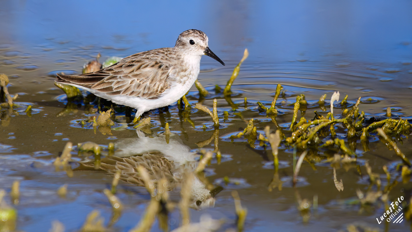 Least Sandpiper