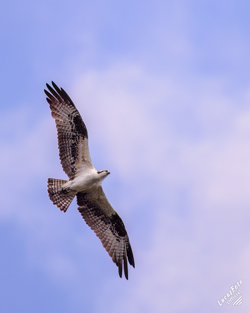 Osprey