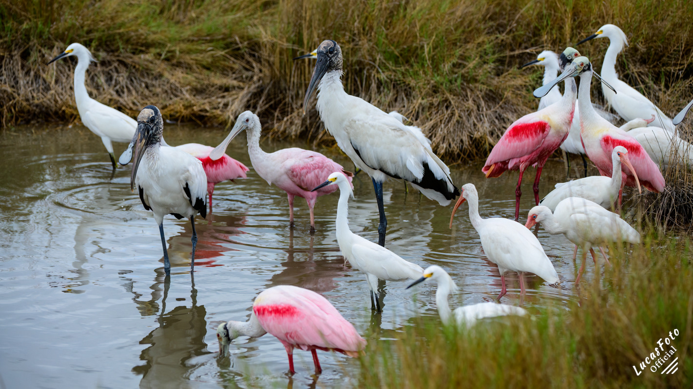 Snowy Egret / Wood Stork / White Ibis / Roseate Spoonbill