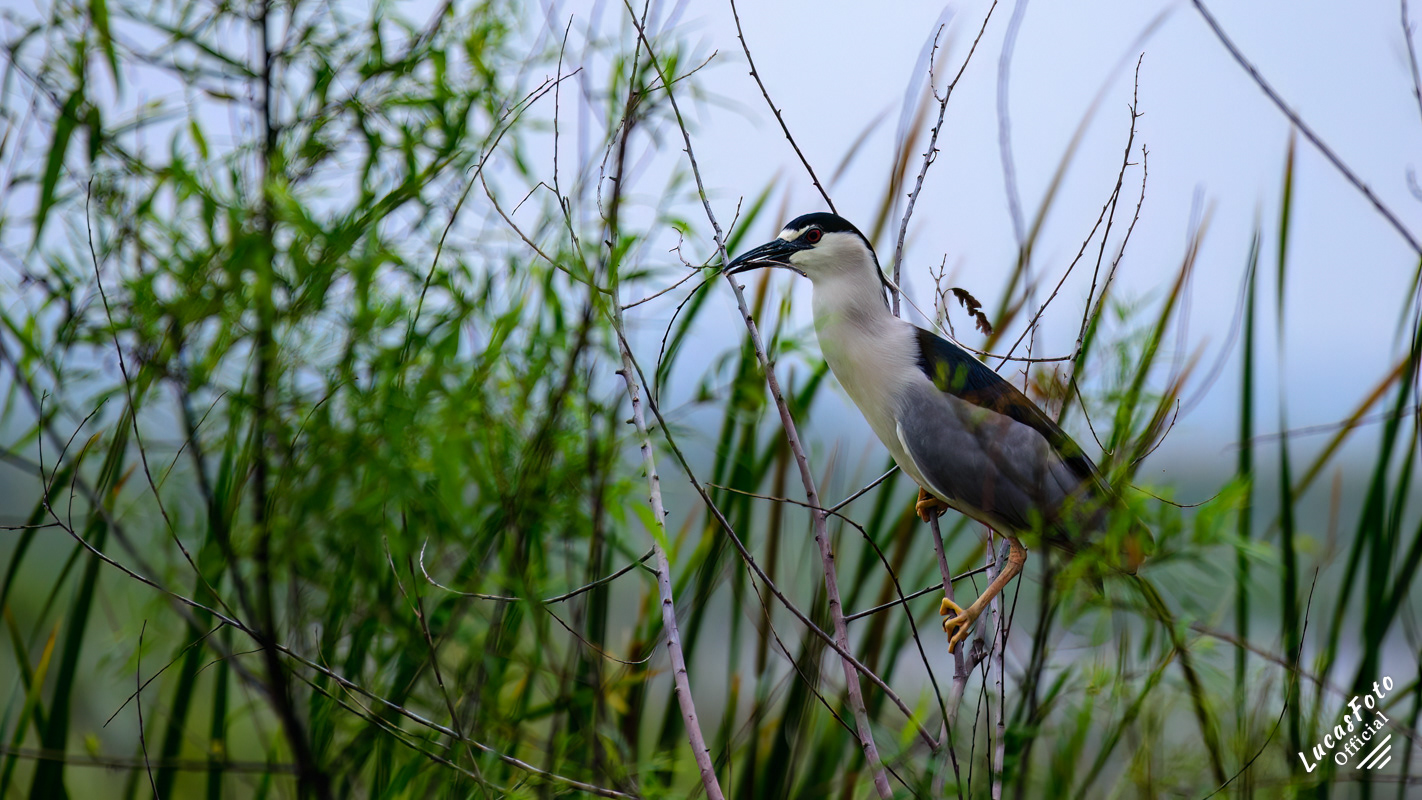 Black-crowned Night Heron