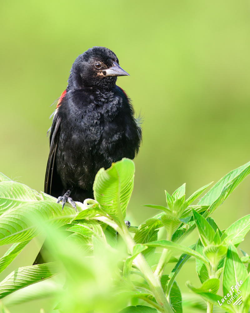 Red-winged Blackbird