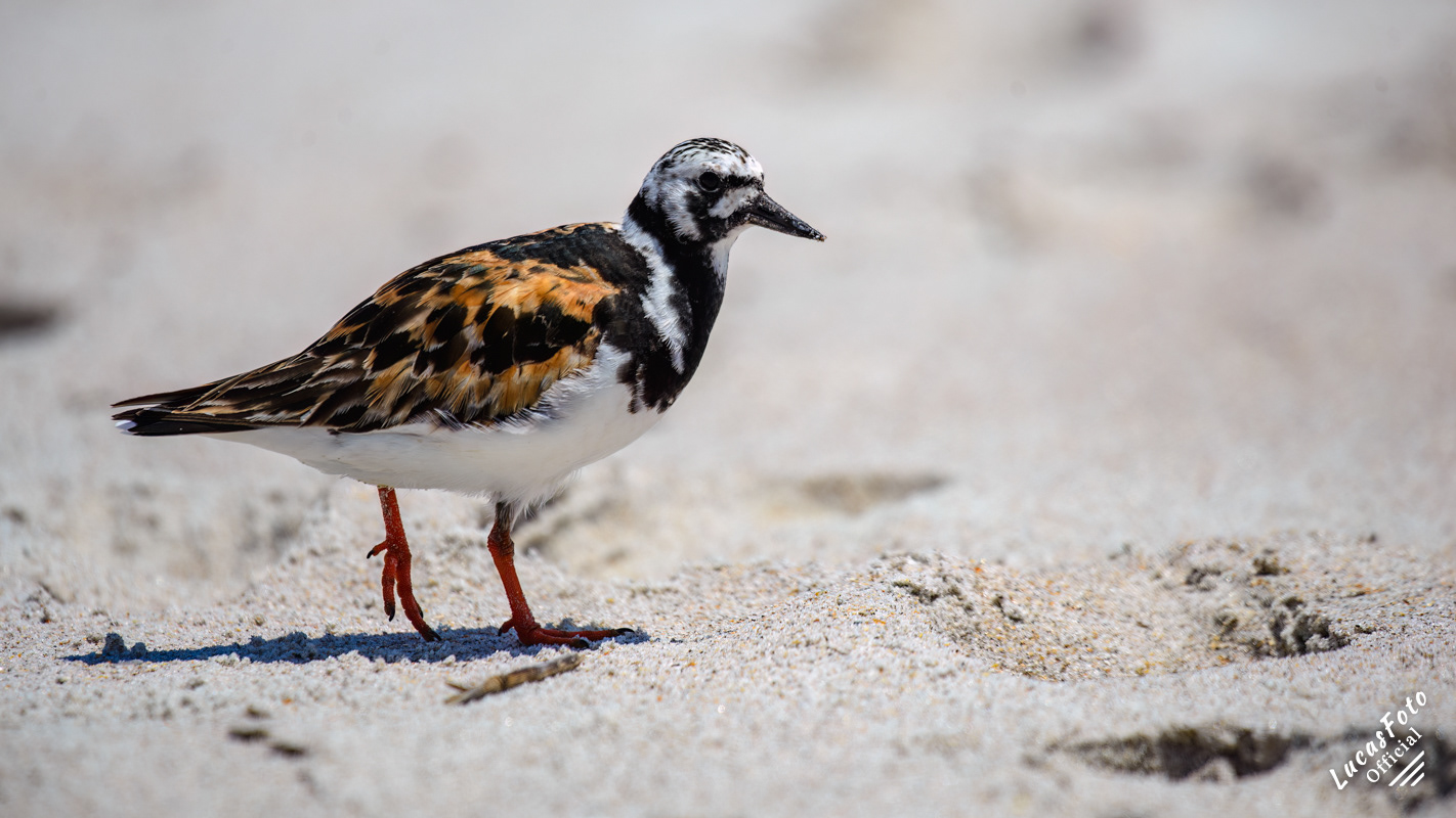 Ruddy Turnstone