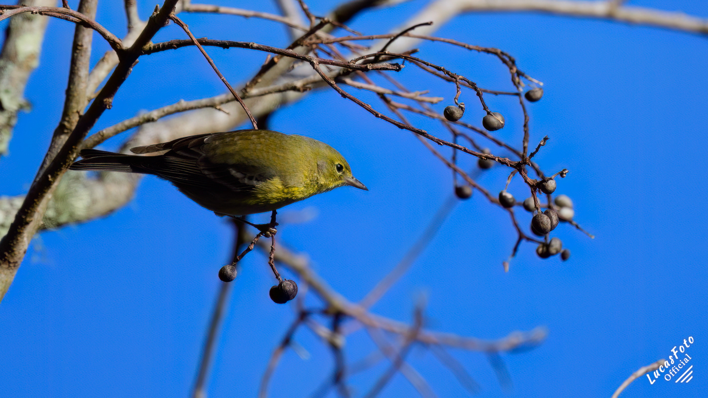 Pine Warbler