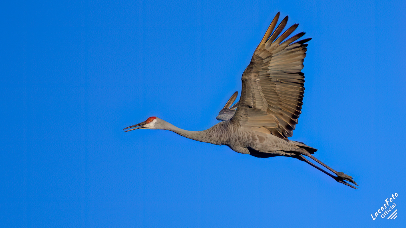 Sandhill Crane