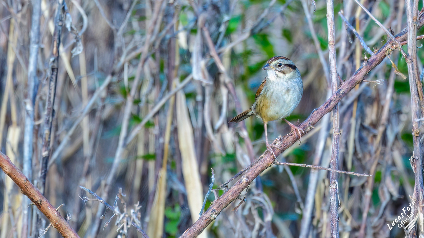 Swamp Sparrow