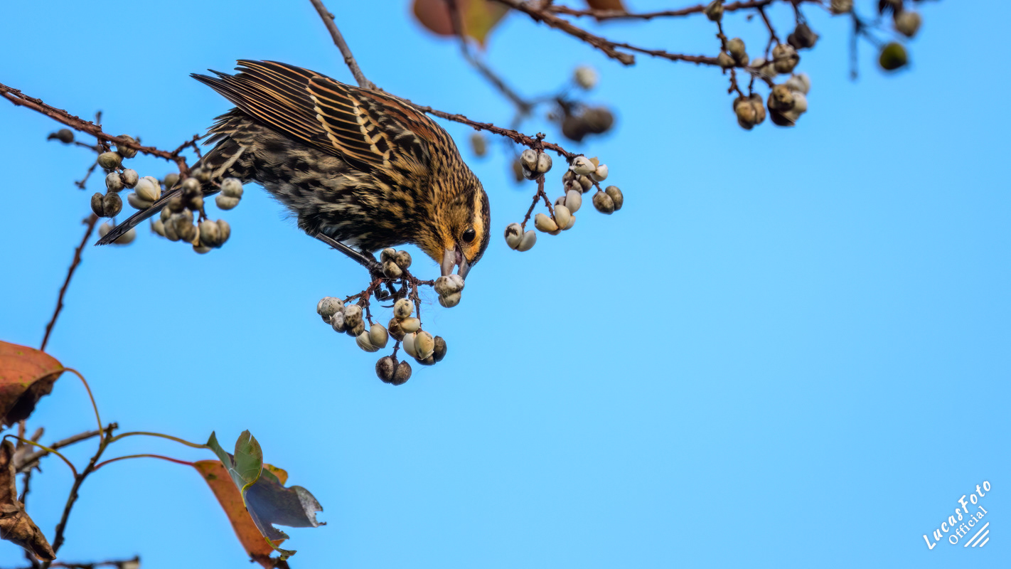 Red-winged Blackbird