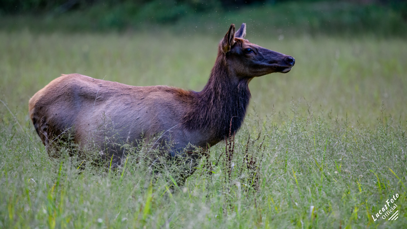 Elk