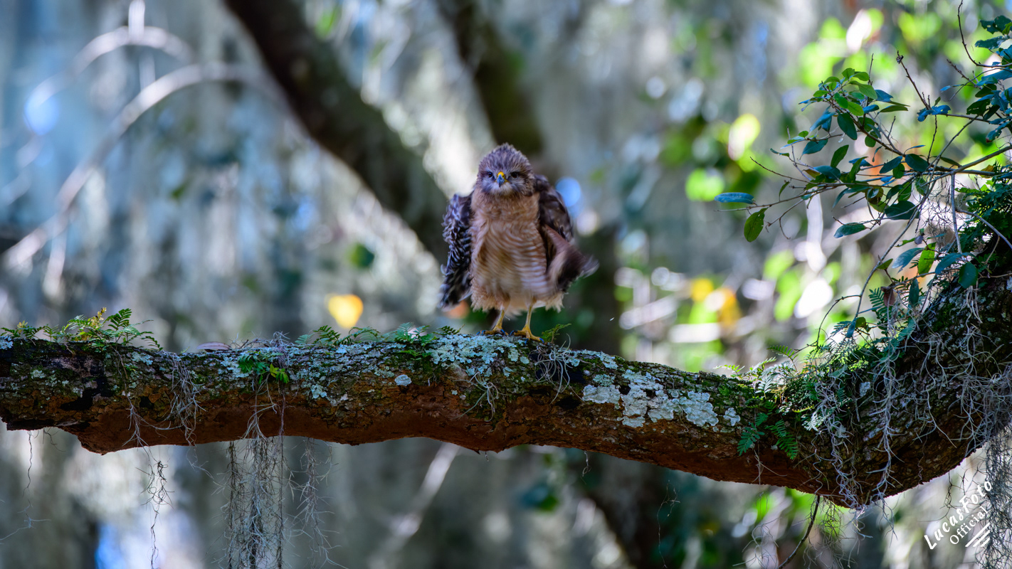 Red-shouldered Hawk