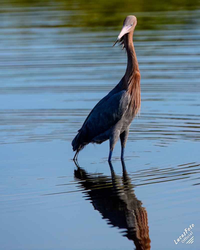 Reddish Egret