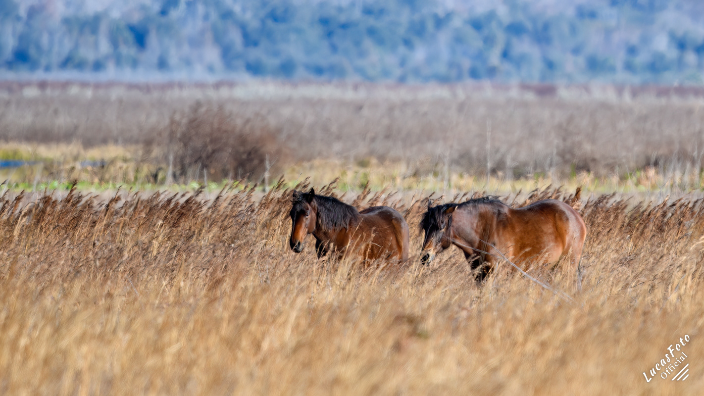 Wild Horse