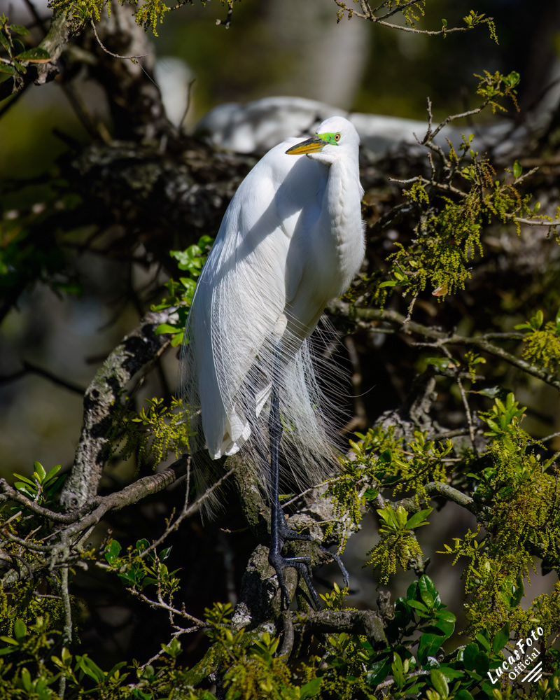 Great Egret