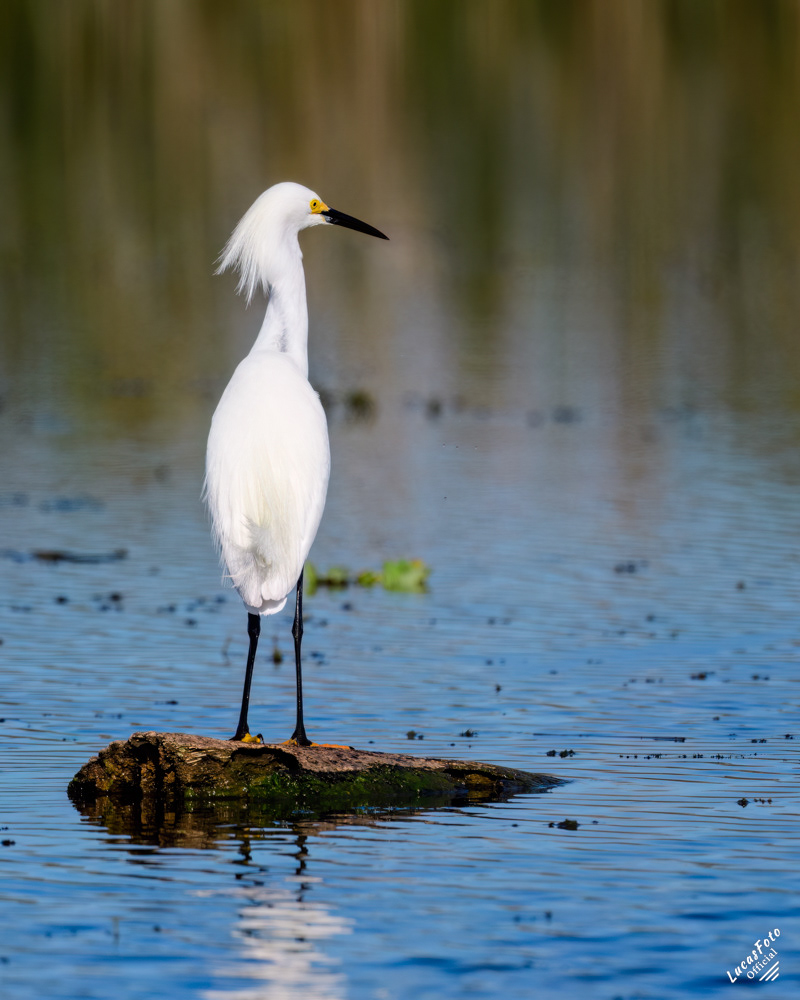 Snowy Egret