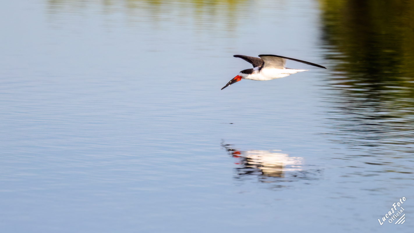 Black Skimmer