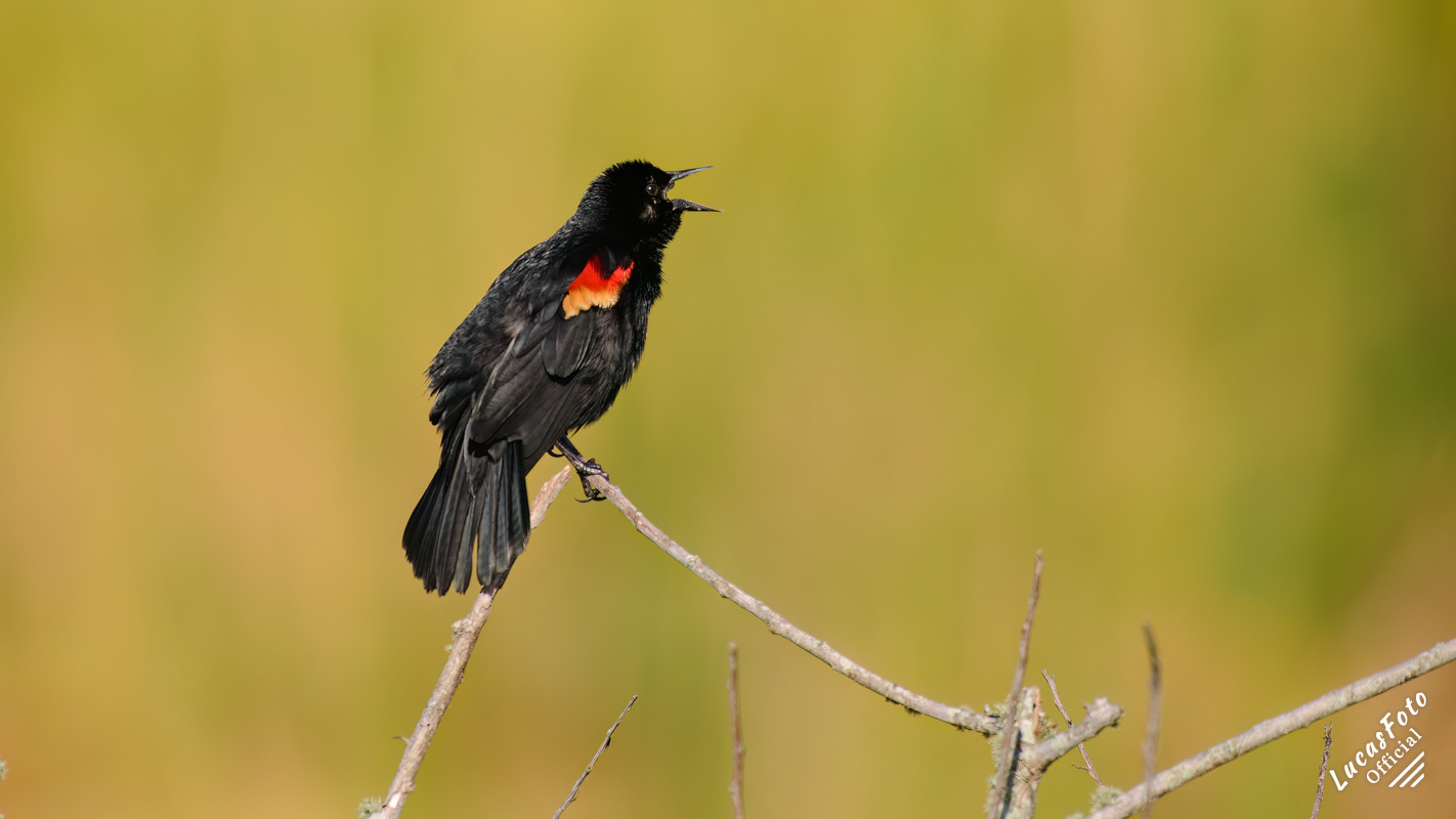 Red-winged Blackbird