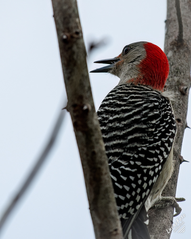 Red-bellied Woodpecker