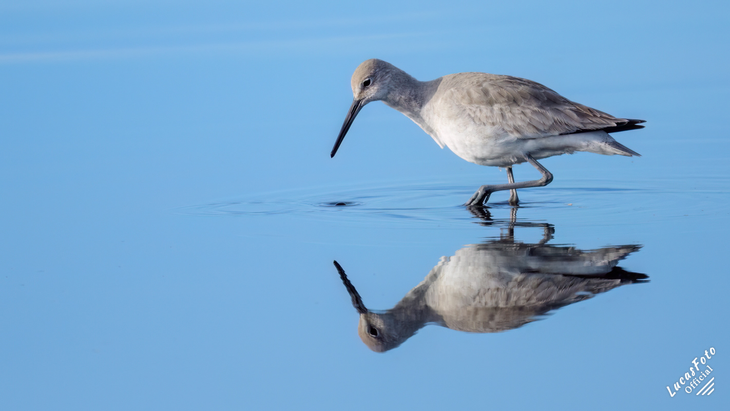 Willet