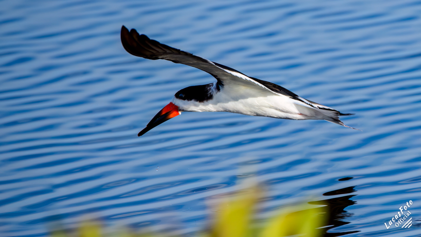 Black Skimmer