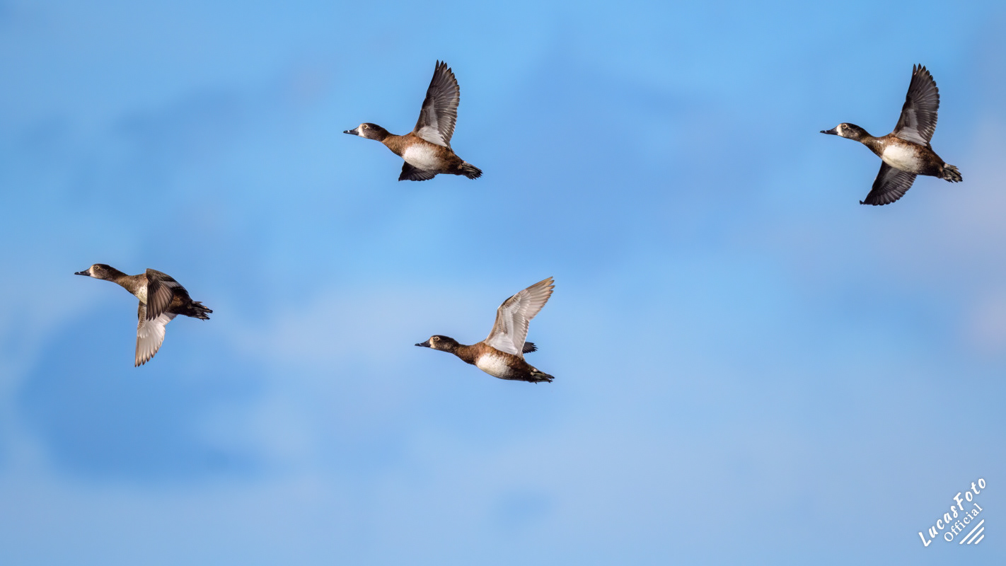 Ring-necked Duck