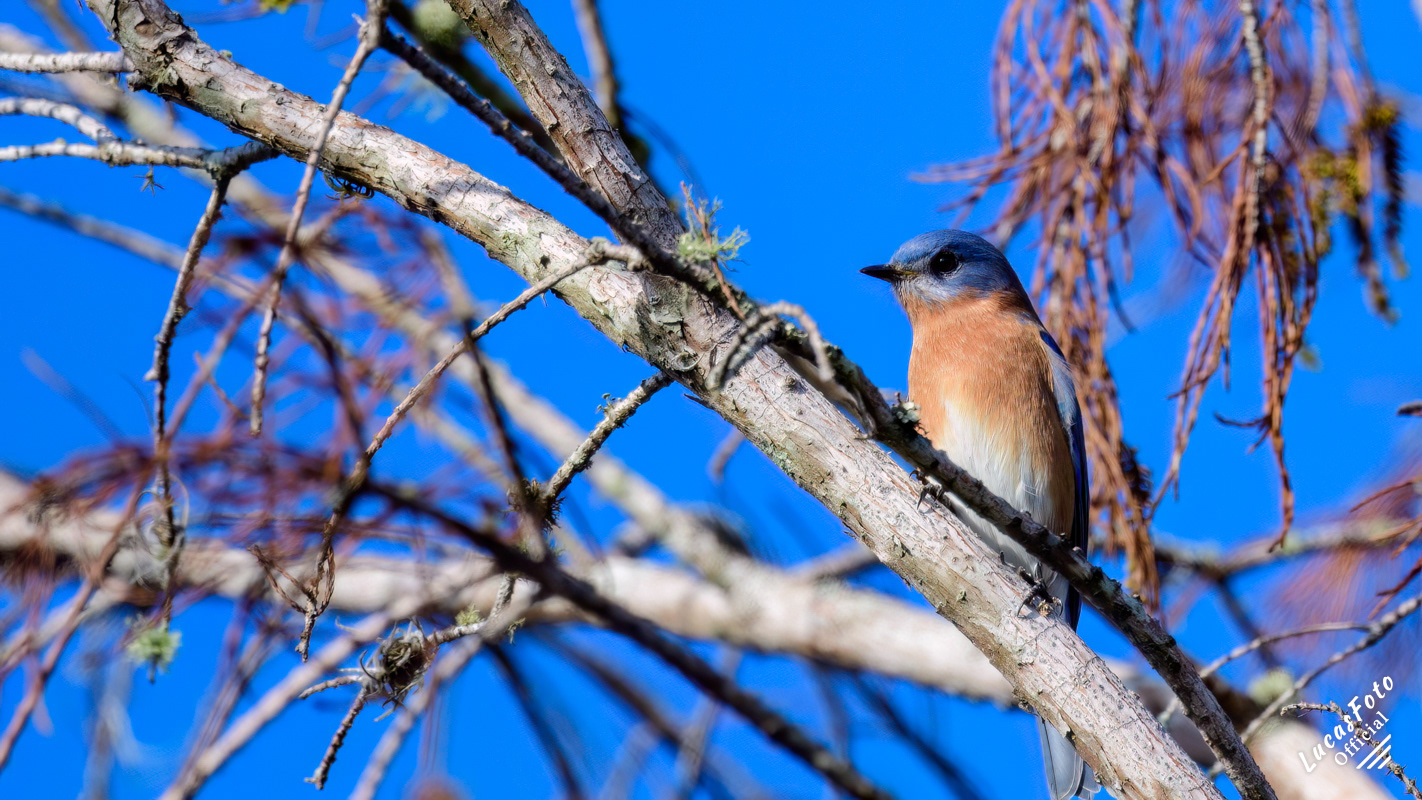 Eastern Bluebird