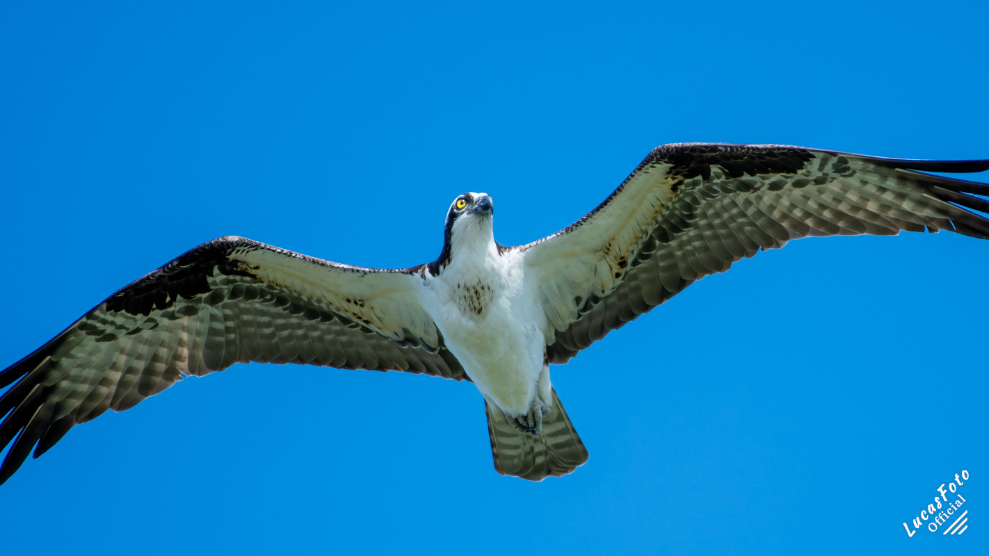 Osprey
