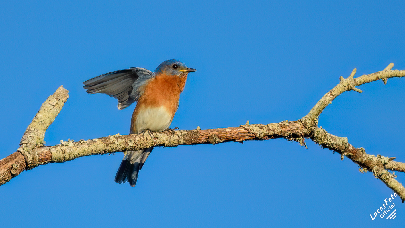 Eastern Bluebird