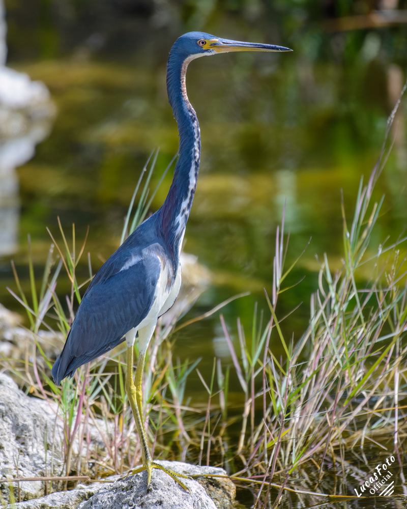 Tricolored Heron