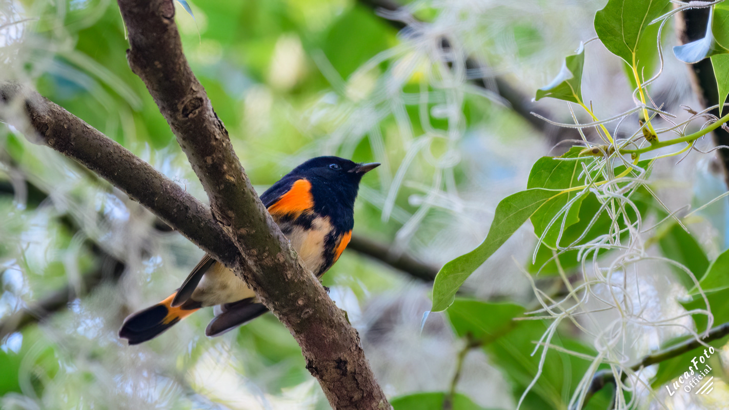American Redstart